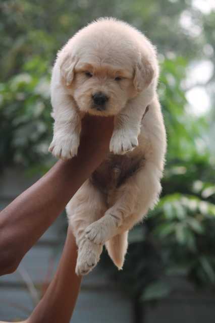 Golden Retriever For Sale In Pathanamthitta