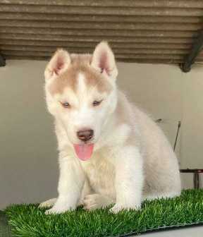 Siberian Husky For Sale In Kolkata