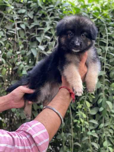 German Shepherd For Sale In Kavaratti