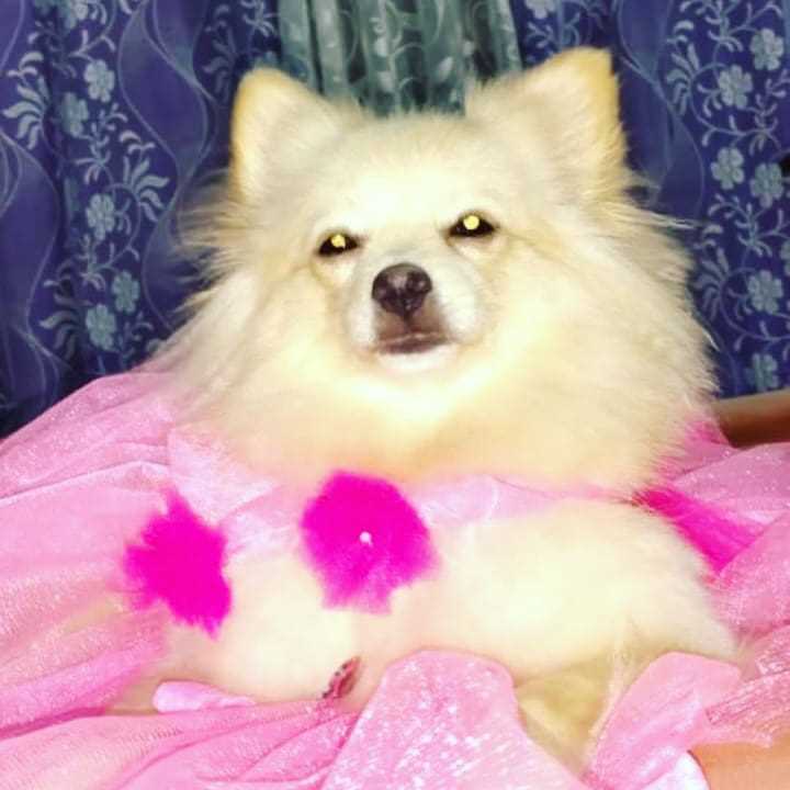 Pomeranian Dogs For Mating In Kolkata