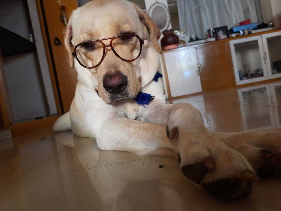 Labrador Retriever Dogs For Mating In Chennai