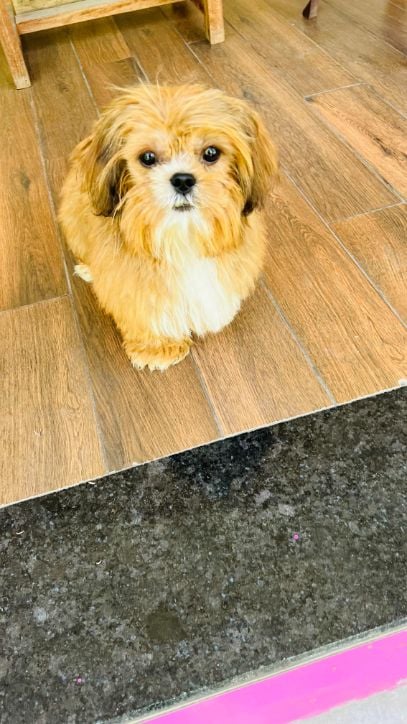Lhasa Apso Dogs For Mating In Dehradun