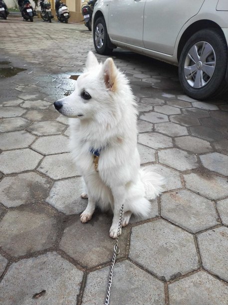 Indian Spitz For Adoption In Madurai