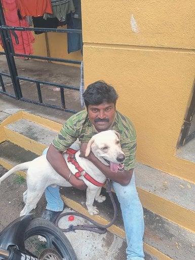 Labrador Retriever Dogs For Mating In Chennai
