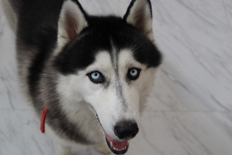 Siberian Husky Dogs For Mating In Coimbatore
