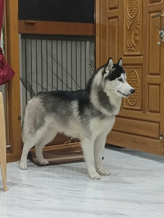 Siberian Husky Dogs For Mating In Coimbatore