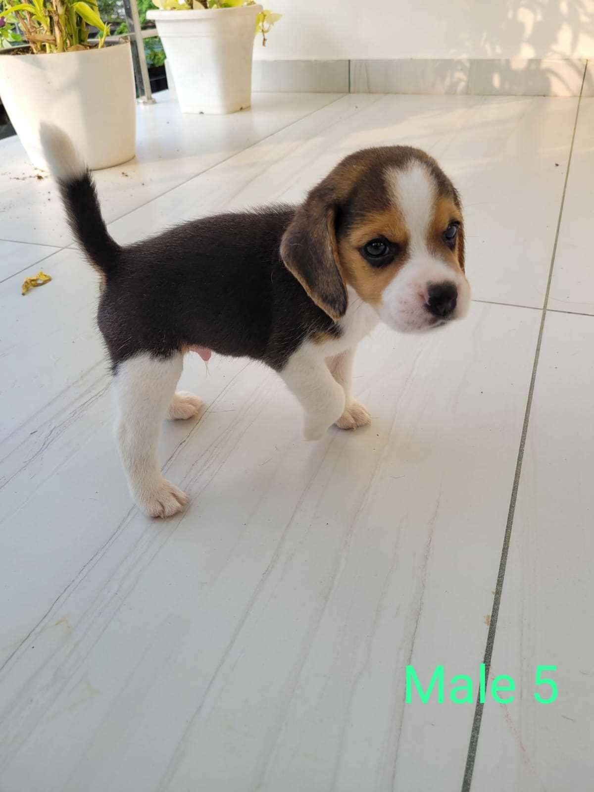 Beagle For Sale In Kochi