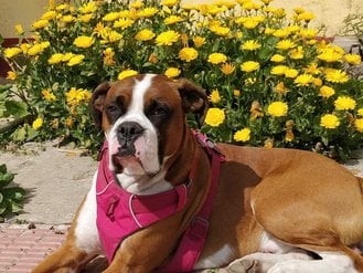 Boxer Dogs For Mating In Delhi