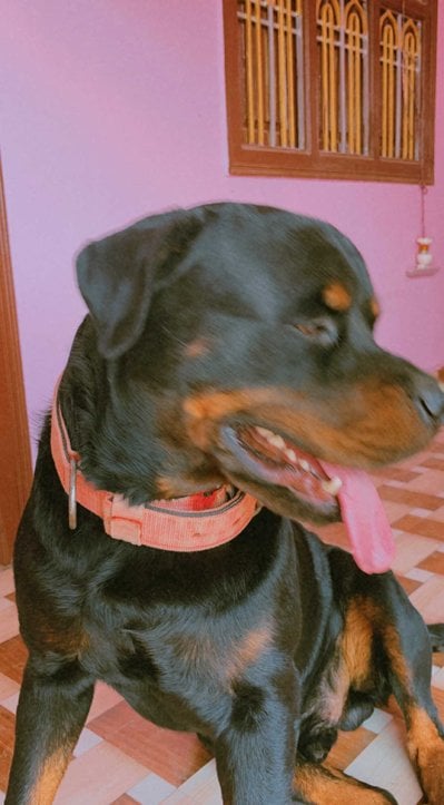 Rottweiler For Adoption In Patna