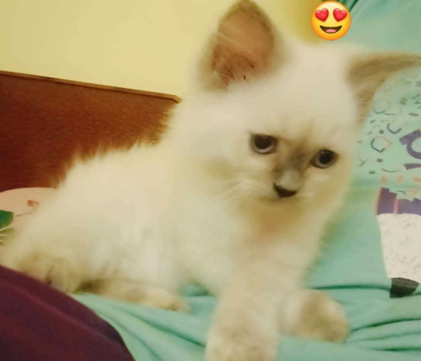 Himalayan For Sale In Hyderabad