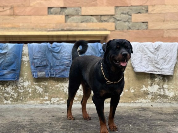 Rottweiler Dogs For Mating In Bangalore