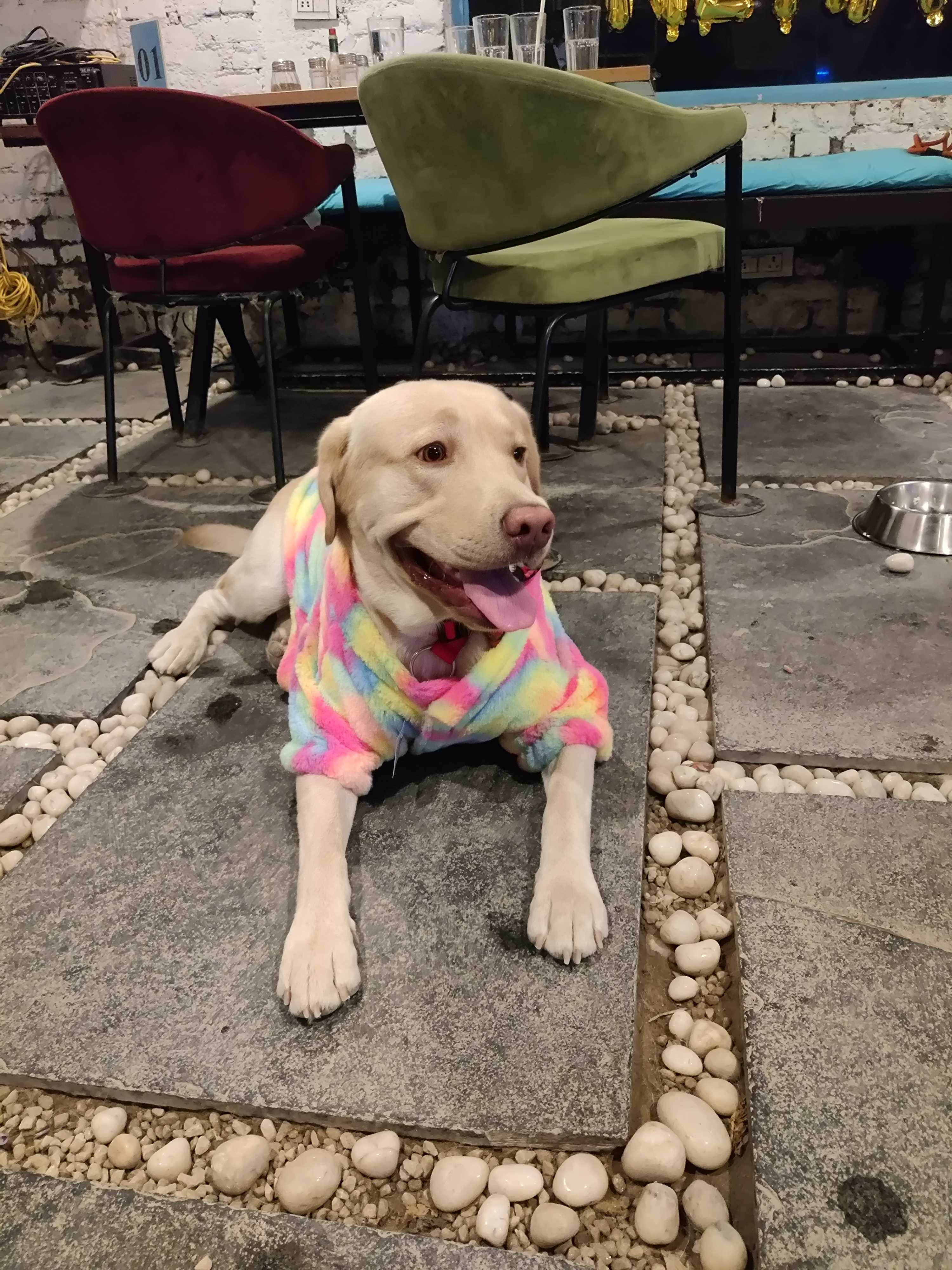 Labrador Retriever Dogs For Mating In Noida