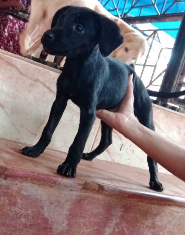 Indian Breed For Adoption In Kannur