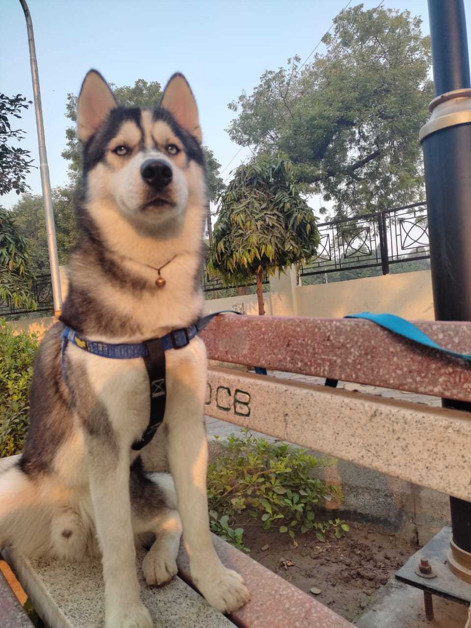 Siberian Husky Dogs For Mating In Delhi