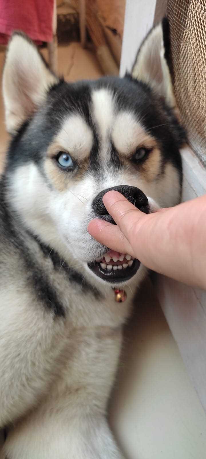 Siberian Husky Dogs For Mating In Delhi