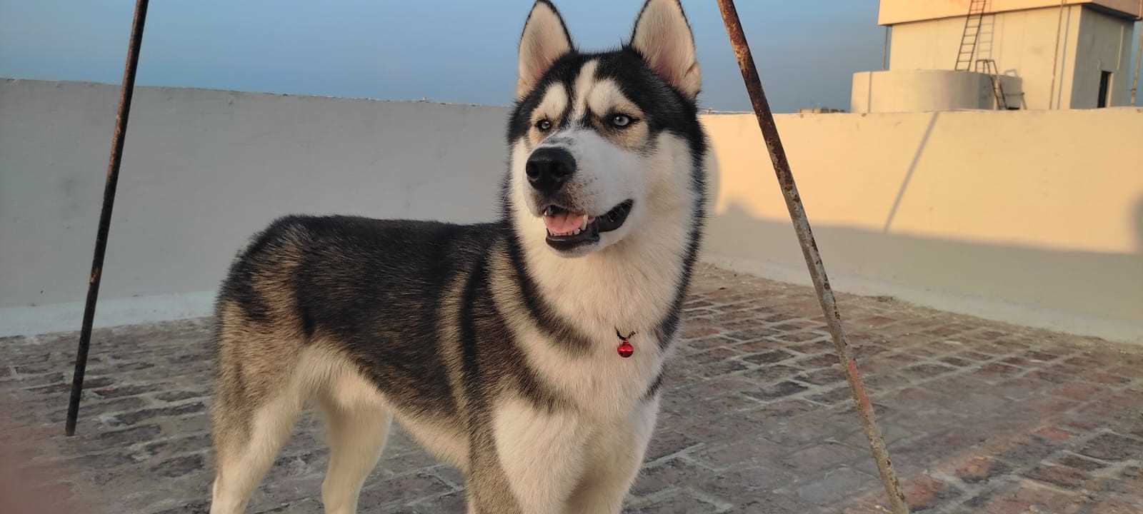 Siberian Husky Dogs For Mating In Delhi