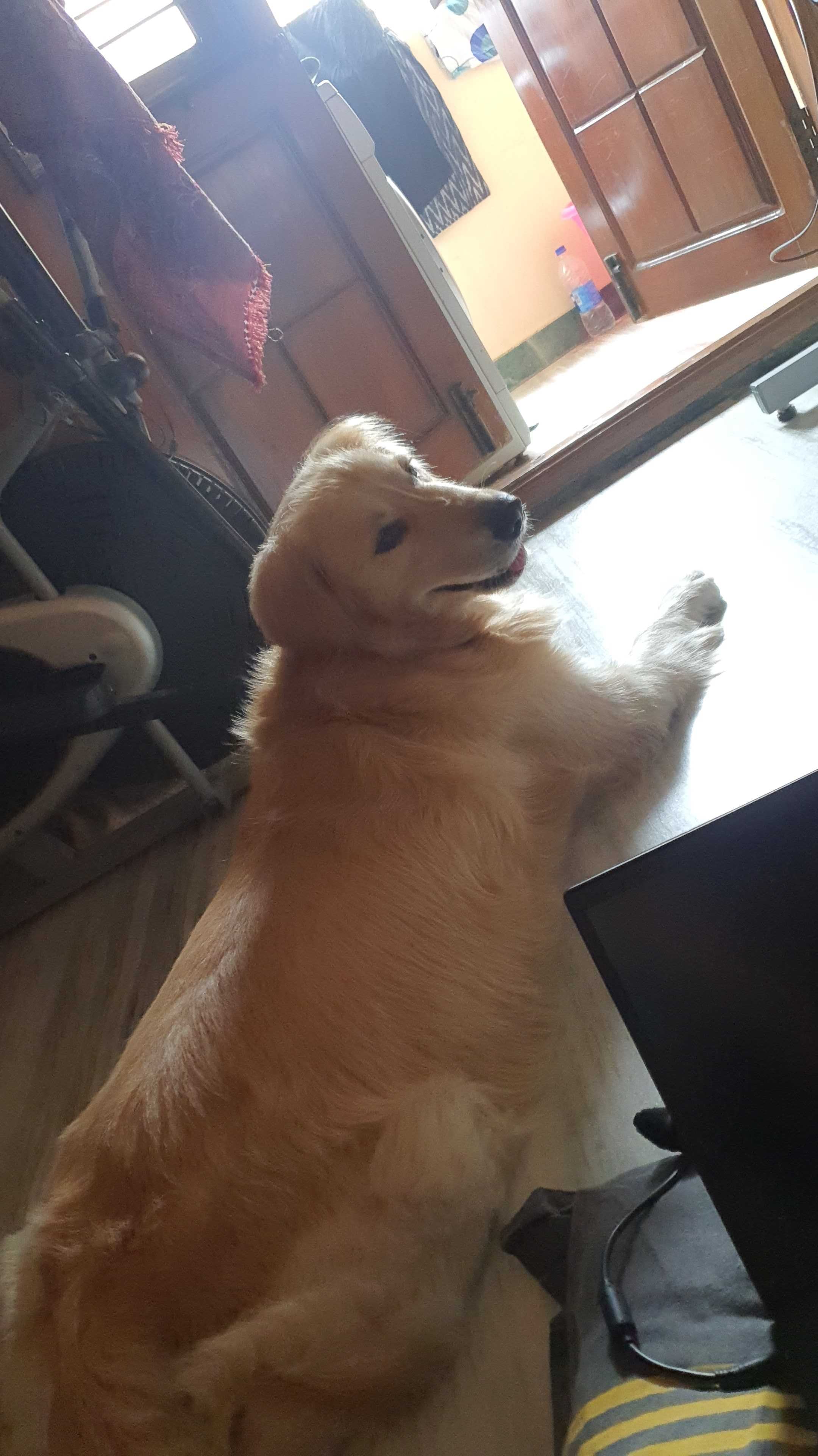 Golden Retriever Dogs For Mating In Chennai