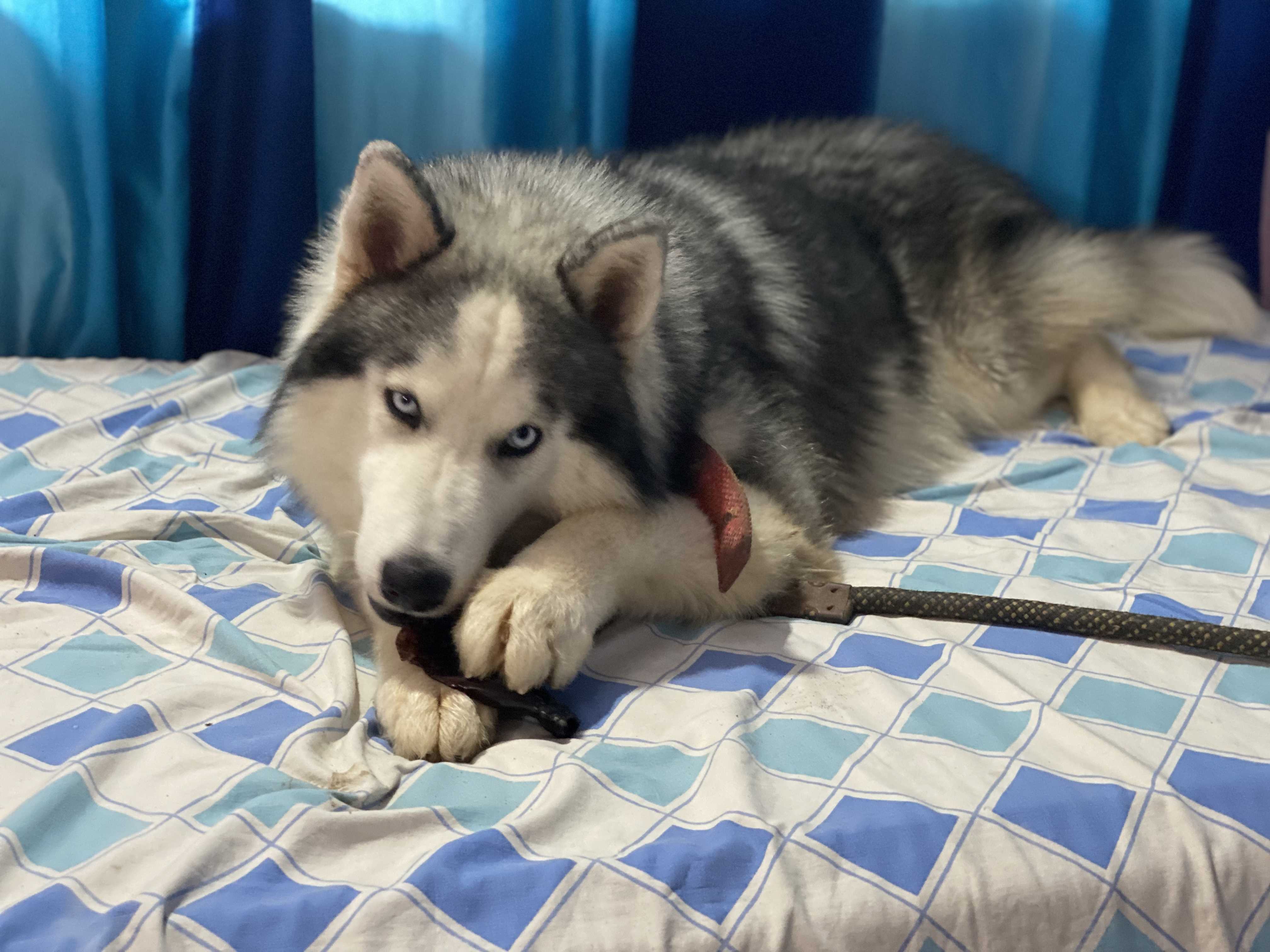 Siberian Husky Dogs For Mating In Bhopal
