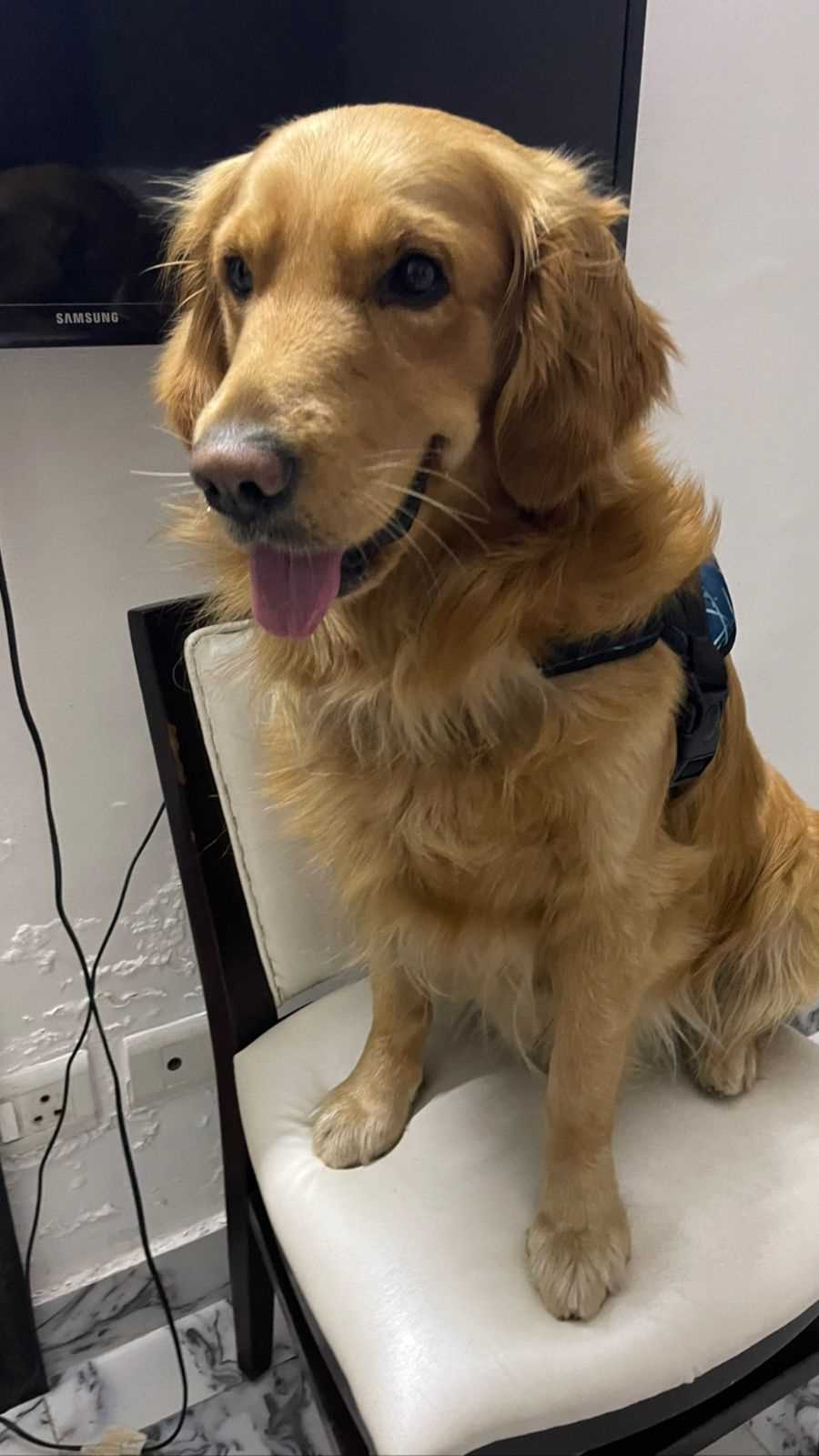 Golden Retriever Dogs For Mating In Sonipat HR
