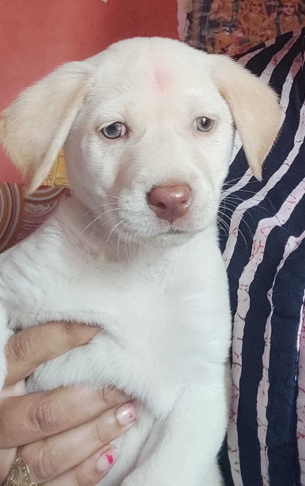 Labrador Retriever For Sale In Noida