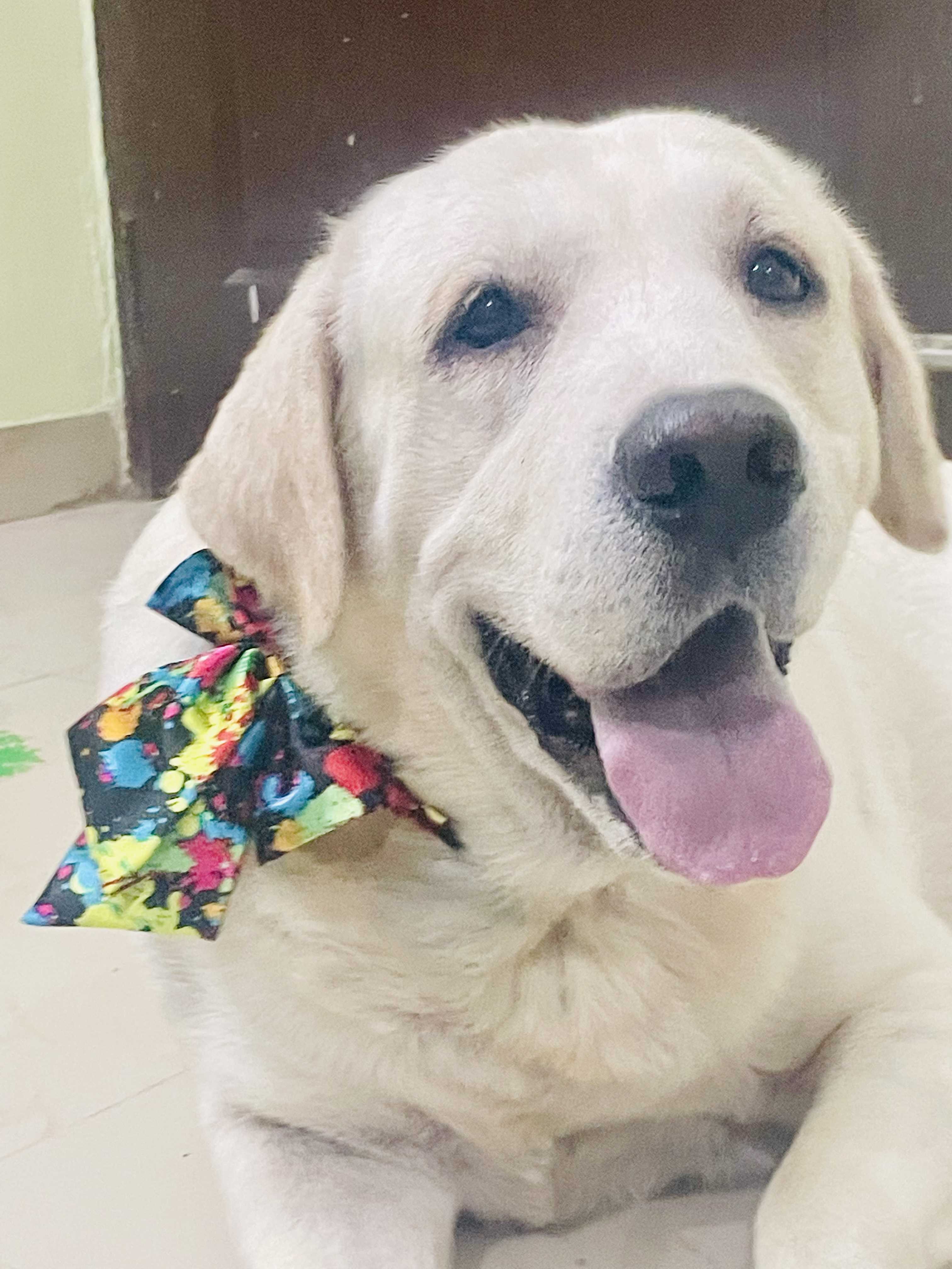 Labrador Retriever Dogs For Mating In Varanasi