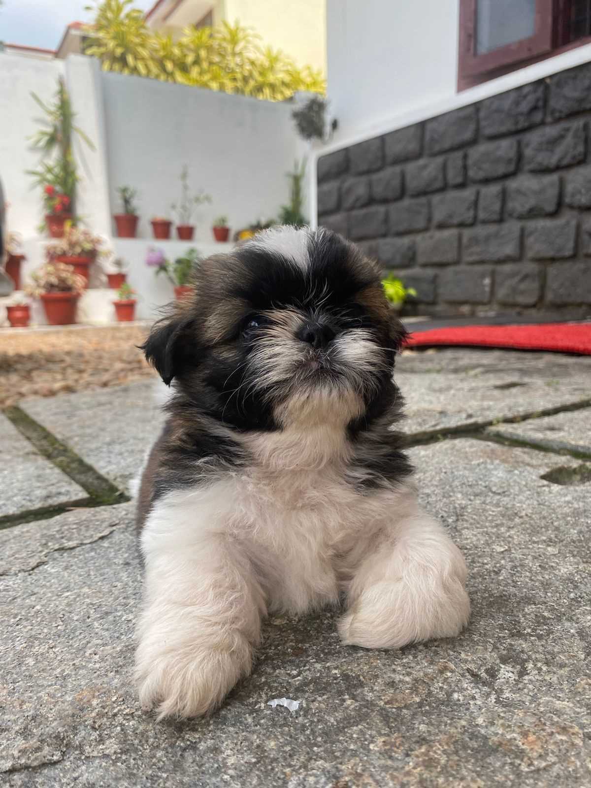 Shih Tzu For Sale In Thiruvananthapuram