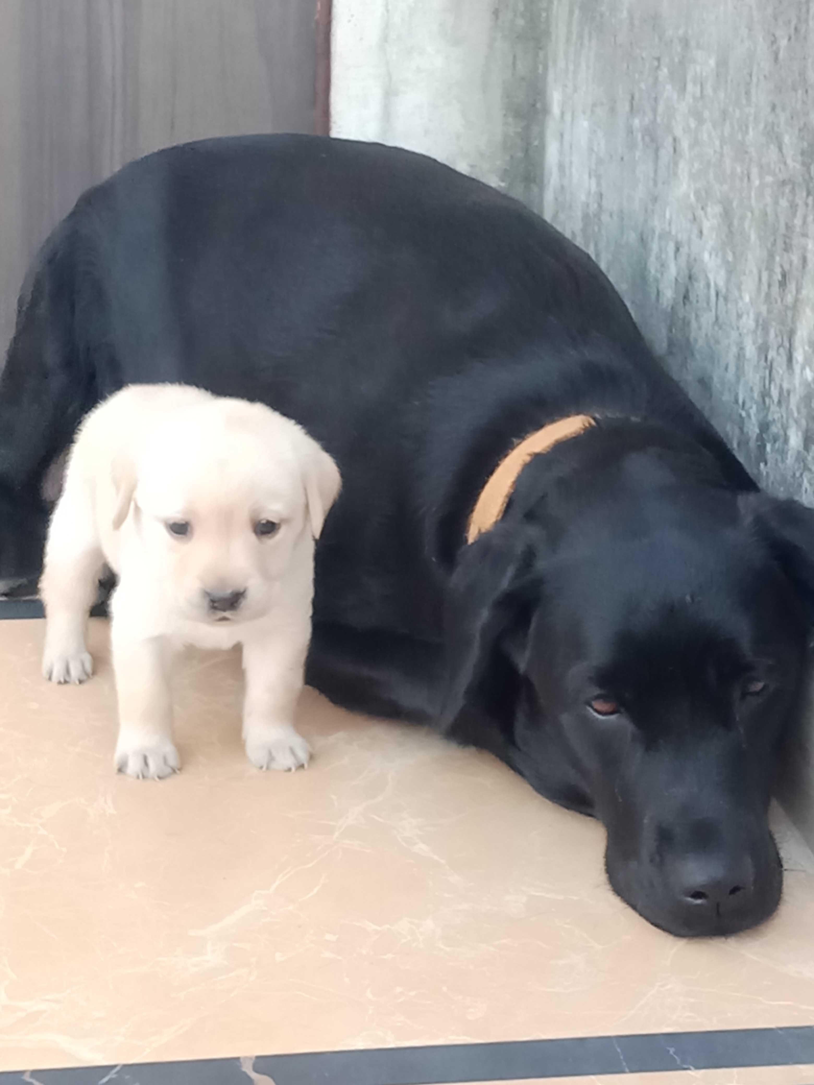 Labrador Retriever For Sale In Gurgaon