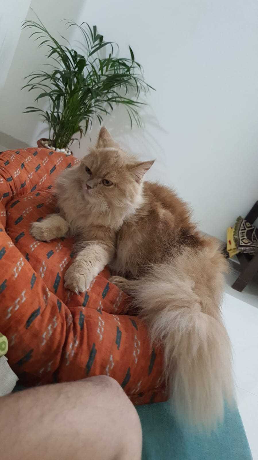 Persian Dogs For Mating In Pune