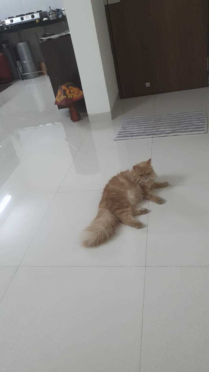 Persian Dogs For Mating In Pune