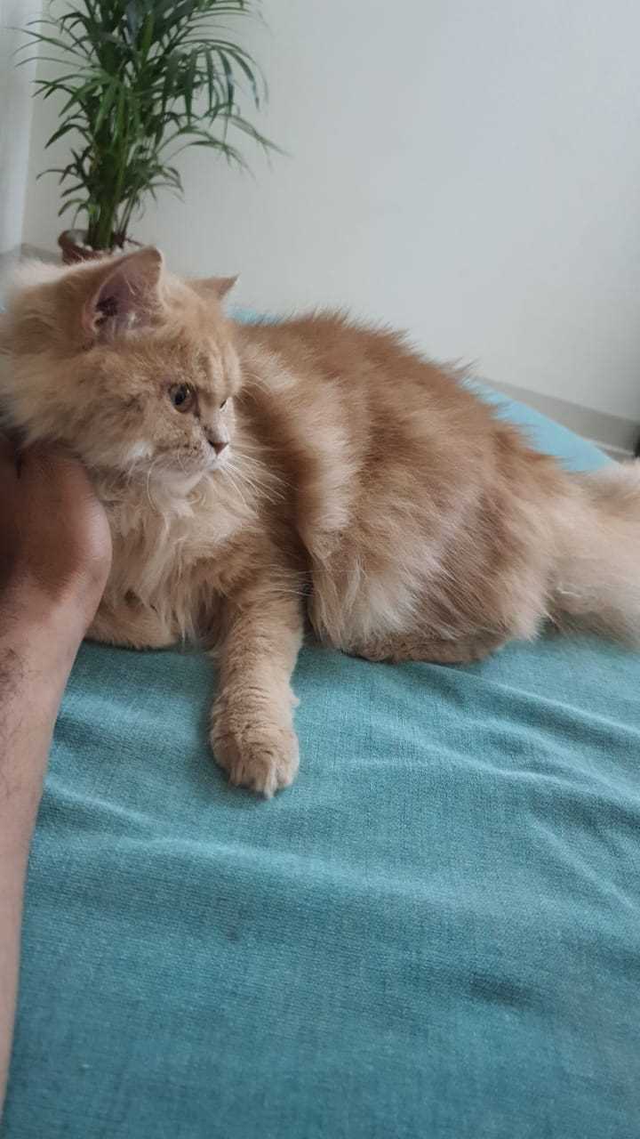 Persian Dogs For Mating In Pune