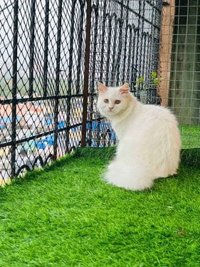 Persian Dogs For Mating In Mumbai