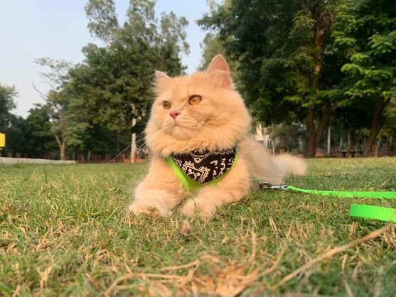 Persian Dogs For Mating In Agra