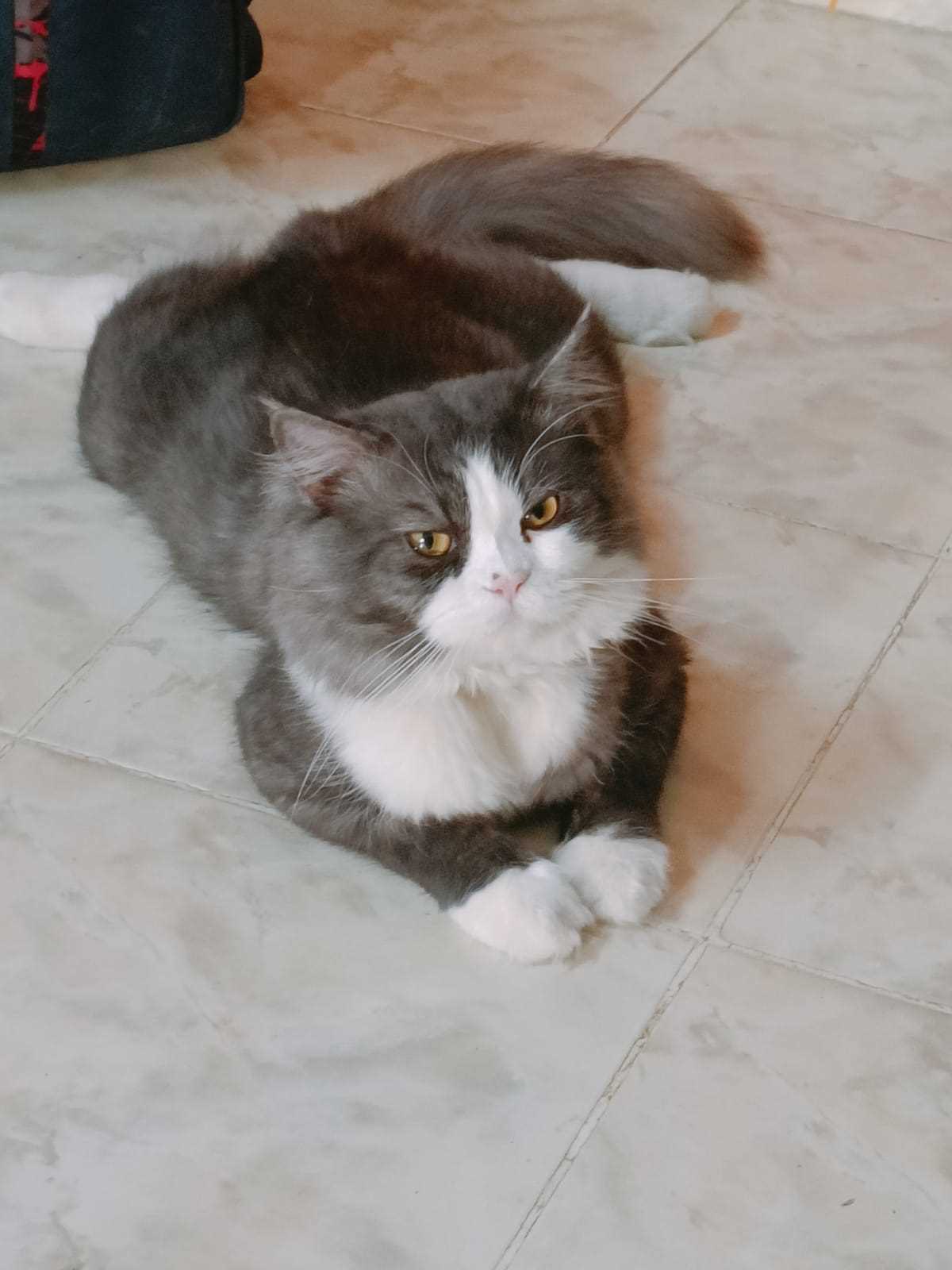 Calico For Sale In Bangalore