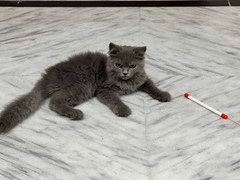 Russian Blue For Sale In Hyderabad