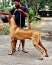Great Dane Dogs For Mating In Coimbatore