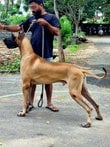 Great Dane Dogs For Mating In Coimbatore