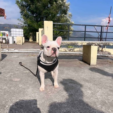 French Bulldog Dogs For Mating In Solan