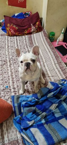 French Bulldog Dogs For Mating In Solan