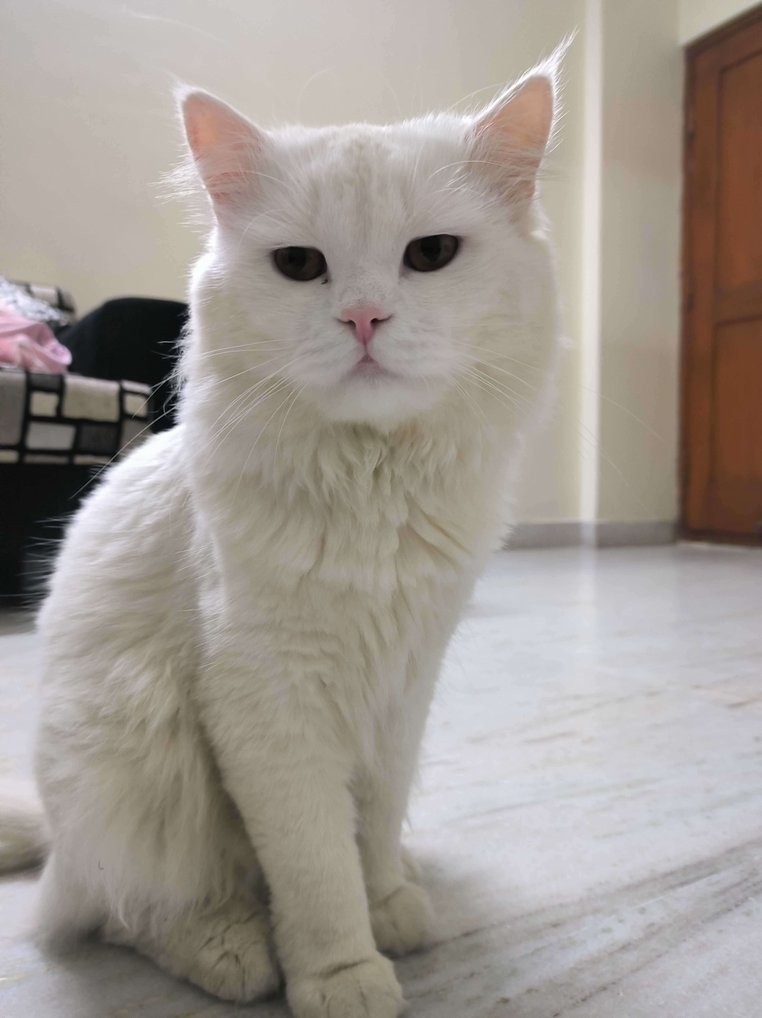 Persian Dogs For Mating In Hyderabad