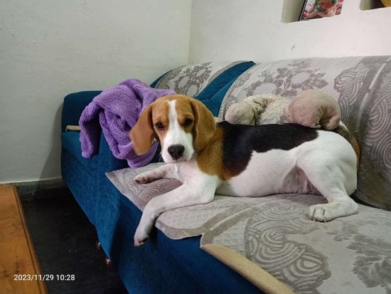 Beagle For Sale In Chandigarh
