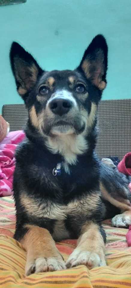 Indian Breed For Adoption In Solan