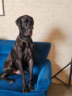 Great Dane Dogs For Mating In Mumbai