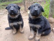 German Shepherd For Sale In Mandi HP