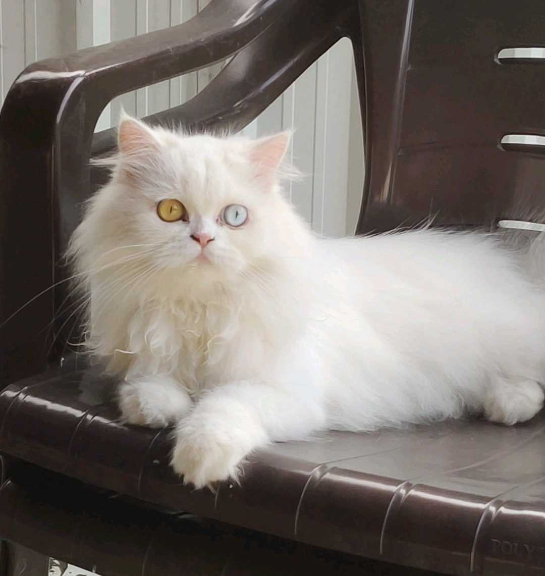 Persian Dogs For Mating In Bangalore