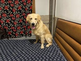 Golden Retriever For Adoption In Jammu