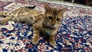Bengal For Sale In Hyderabad
