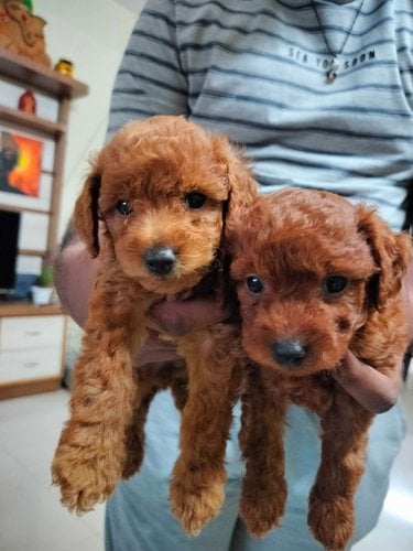 Poodle For Sale In Bangalore