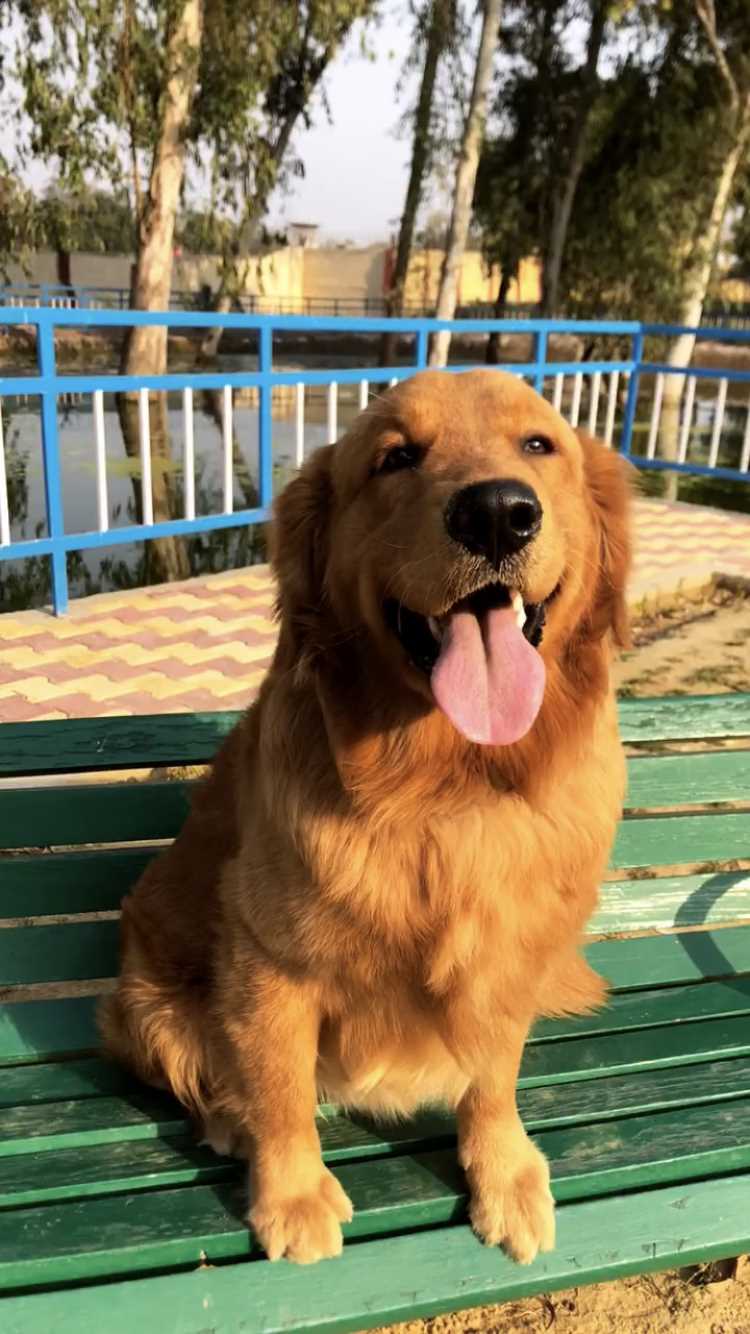 Golden Retriever Dogs For Mating In Delhi