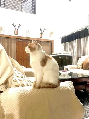 Indian Breed For Adoption In Bhopal