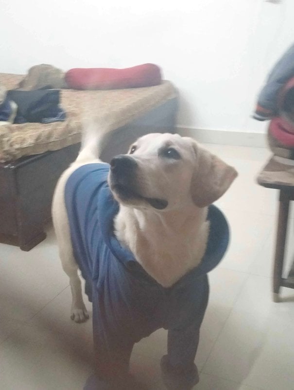 Labrador Retriever For Adoption In Bhopal